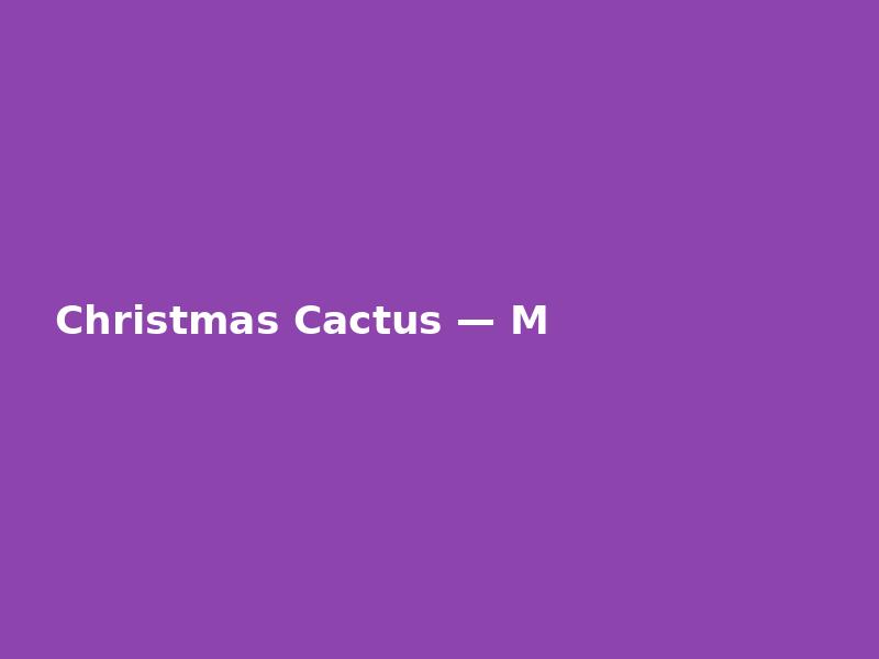 Christmas Cactus — Modern