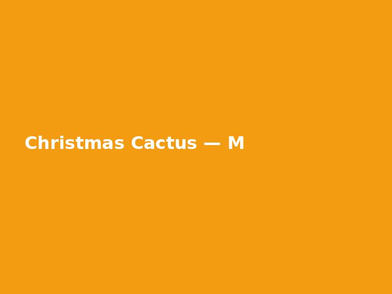 Christmas Cactus — Modern