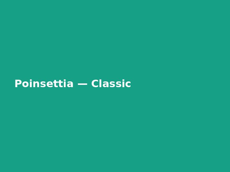 Poinsettia — Classic