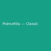 Poinsettia — Classic (3)