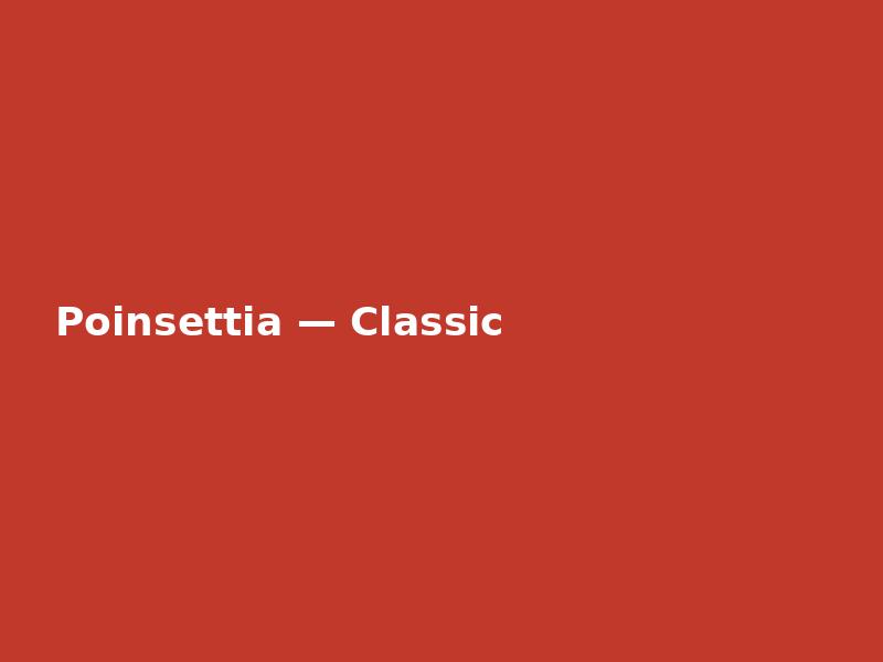 Poinsettia — Classic