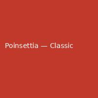 Poinsettia — Classic (4)