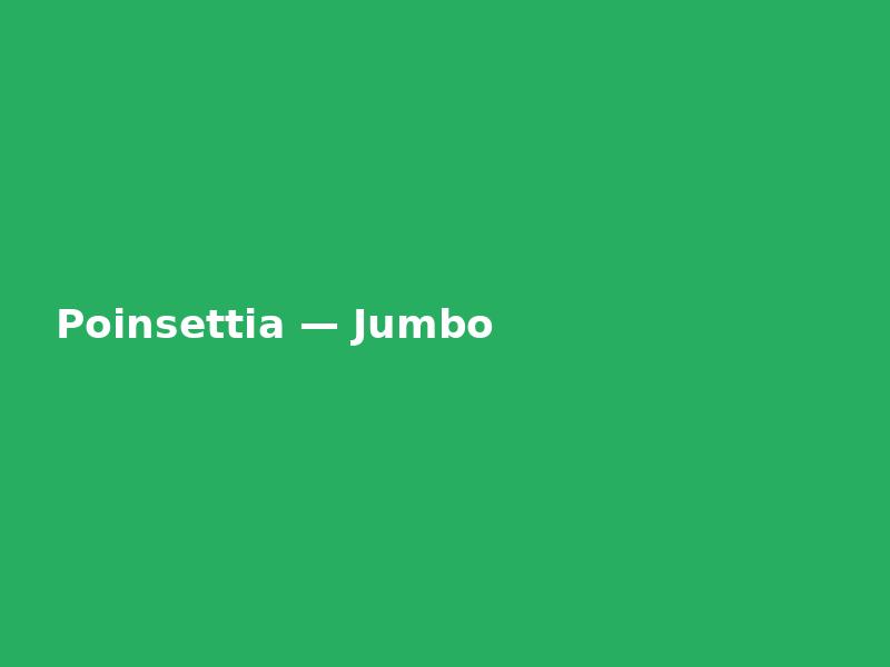 Poinsettia — Jumbo