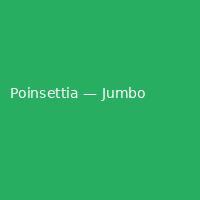 Poinsettia — Jumbo (4)